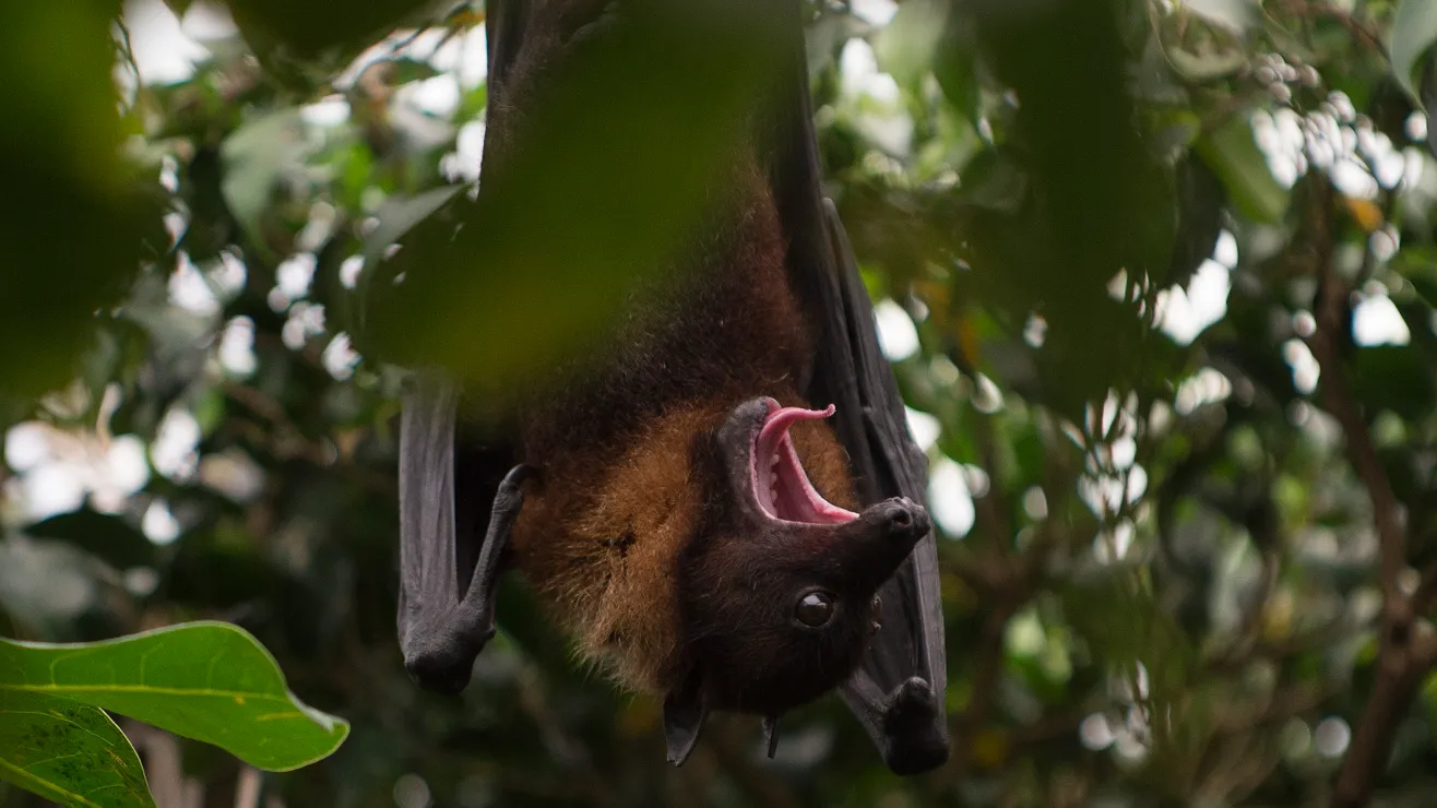 GettyImages-1211034964