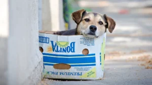Cientos-de-perros-contraen-una-inusual-enfermedad-respiratoria-en-EE.UU_-jpg