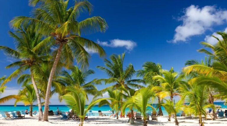 Palmeras-dominicana-1024x683-1-800x445