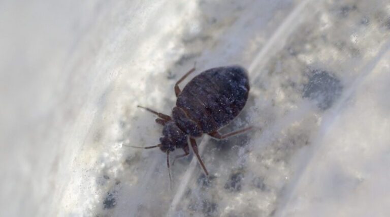 Una-plaga-de-chinches-provoca-el-cierre-de-una-biblioteca-en-Londres-800x445