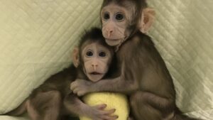000000NW_DLY_ds1802001_44_world_first_primate_macaque_cloning_ES_____es_mux__1