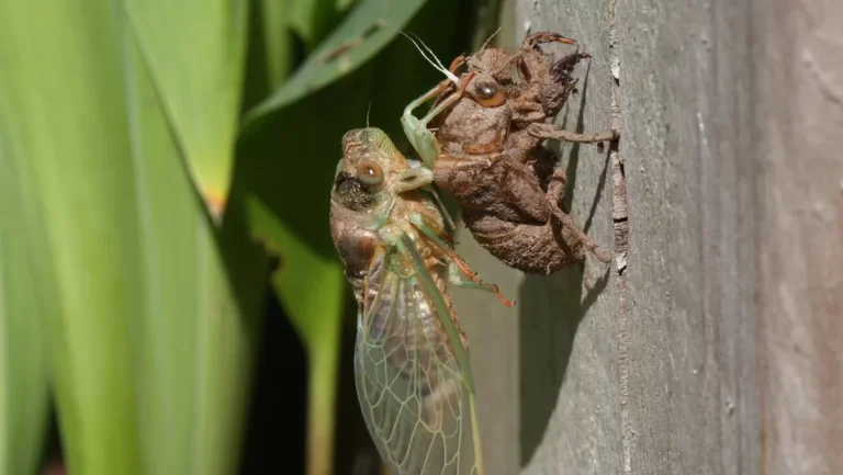 EE.UU_.-se-enfrentara-a-la-mayor-plaga-de-cigarras-que-ocurre-una-vez-en-200-anos-jpg