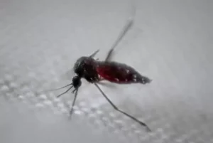 Peru-declarara-a-20-regiones-en-emergencia-sanitaria-por-el-aumento-en-casos-de-dengue-jpg