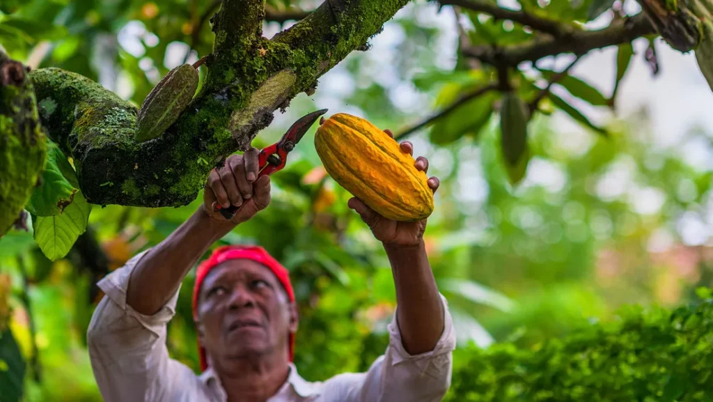 Revelan-una-amenaza-para-el-suministro-mundial-de-chocolate-jpg