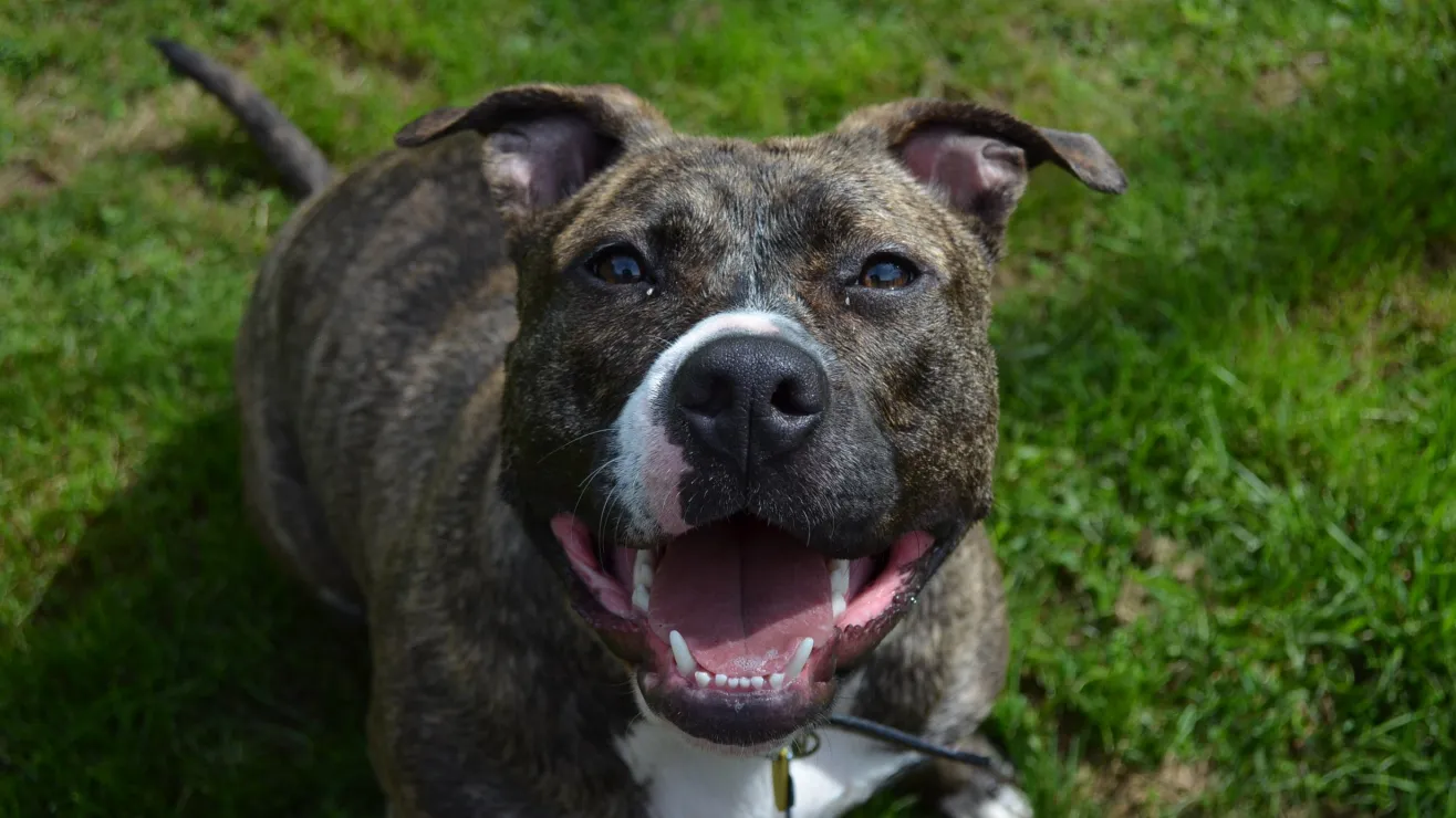 pexels-shanna-dugan-6322973