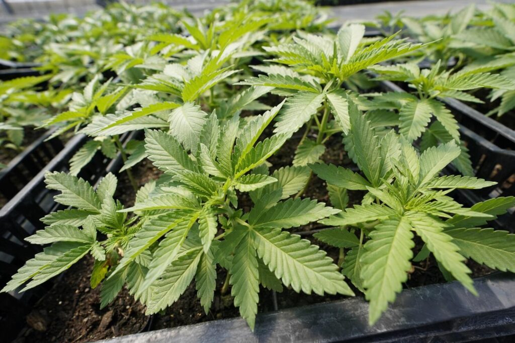 NUEVA YORK MARIHUANA