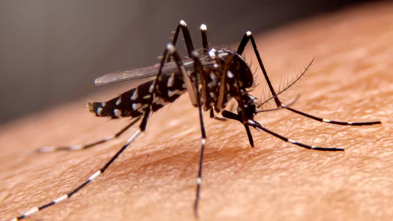 Malaria-causes-symptoms-and-cure