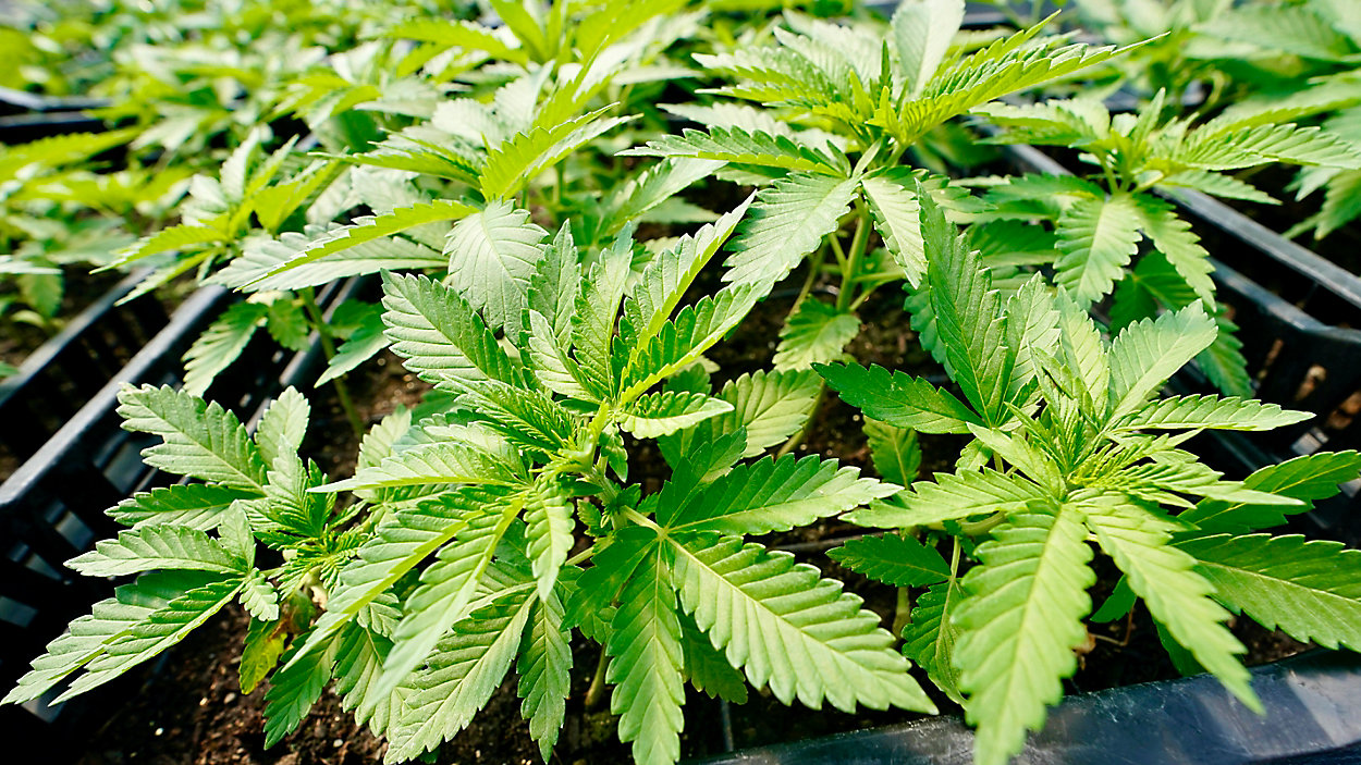 cannabis_marijuanacourtesyapphotomaryaltaffer_12072022