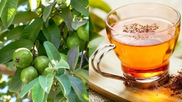 20250728_100843000_Estas_son_las_propiedades_curativas_del_tx_de_hoja_de_guayaba_y_cxmo_debes_tomarlox_segxn_expertosx-1.jpg_1025562229