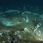 Whale_cemetery_with_fossils_202606102103