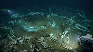 Whale_cemetery_with_fossils_202606102103