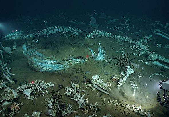 Whale_cemetery_with_fossils_202606102103