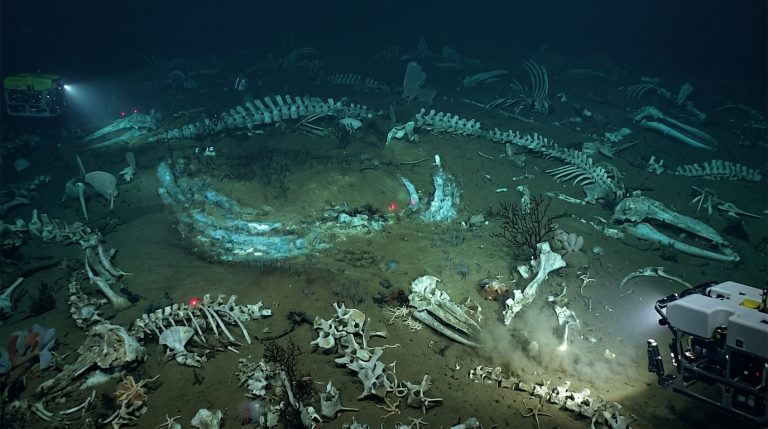 Whale_cemetery_with_fossils_202606102103