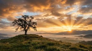 Lone_tree_on_hill_sunrise_202607211037