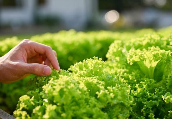Crean-lechugas-capaces-de-producir-una-proteina-que-da-el-sabor-de-la-carne-850x479.jpg_202608061301