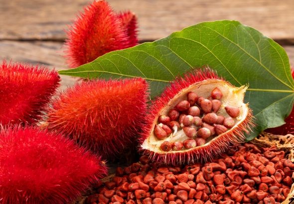 achiote_71288.webp_202608081621