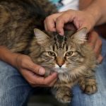 change_the_cat_202608142019