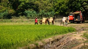 Reconocimiento del propio rival: el informe del USDA que certifica la competitividad del arroz criollo en plena apertura del mercado