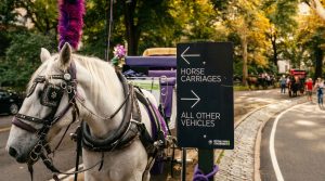 «De un turista muerto a 40 caballos fallecidos: los números detrás de la prohibición de los carruajes en Nueva York»